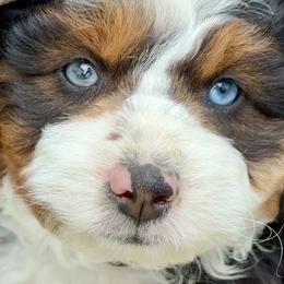 Jasper - Merle male Bernedoodle puppy in Highland, Utah from Angel Pups Deluxe