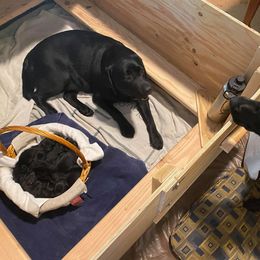Labrador Retriever Puppies from Corner Crest Labs