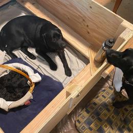 Labrador Retriever Puppies from Corner Crest Labs