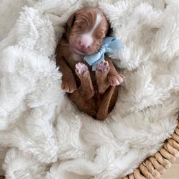 Boy 1 - Red  male Goldendoodle puppy in Schulenbrug, Texas from Wright Doodles & Poodles