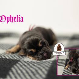 Ophelia - Black and tan female Bloodhound puppy in Wamego, Kansas from Flint Hills Hounds