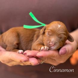 Cinnamon - Caramel red female Australian Labradoodle puppy in Morgan Hill, California from Loving Labradoodles