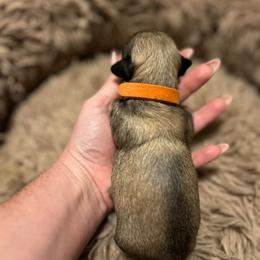 Flareon - Fawn sable male Havanese puppy in Orange, California from Havanese Bragger’s
