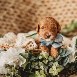 Cub - Red  Goldendoodle puppy in Riverton, Utah from Utah Doodlebug