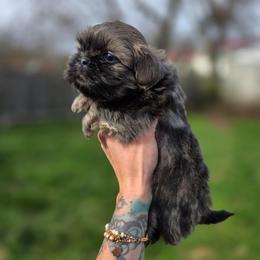 Juliet - Blue female Shih Tzu puppy in Lancaster, Ohio from Wandering Tzu