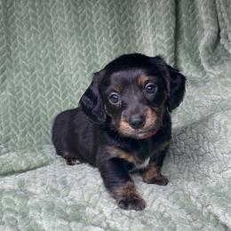 Mitzi - Black and tan female Dachshund puppy in Richmond, Virginia from Paw Prints