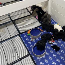 German Shepherd Puppies from Devon Rugerio's German Shepherds