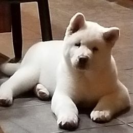 Akita from Mayoke Akitas