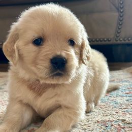 Merrybell - Light golden female Golden Retriever puppy in Doniphan, Missouri from Stockford’s Golden Retrievers