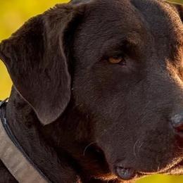 Chesapeake Bay Retrievers from Backwoods Chesapeakes