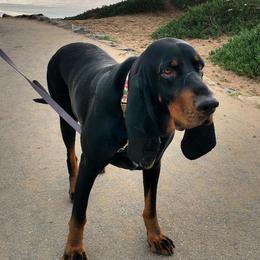 Black and Tan Coonhounds from HawkWillow Hounds