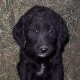Scarlett-Black Beauty - Black female Labradoodle puppy in Churchill County Fallon, Nevada from Card Family Ranch