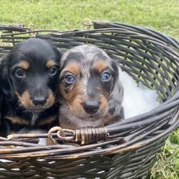 Dachshunds from Walden’s Dachshunds