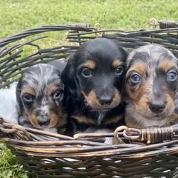 Dachshunds from Walden’s Dachshunds