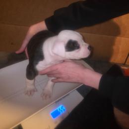 Boy 2 - White and brindle male American Bulldog puppy in La Porte, Indiana from Slayton's American Bulldogs