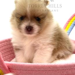 Silas - Chocolate parti male Pomeranian puppy in Redlands, California from Torrey Hills Poms