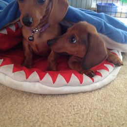 Dachshund Puppies from Doxie Acres