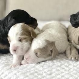 Cavapoos from The Cavapoo Family