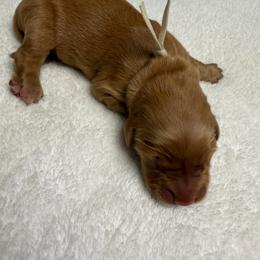 Truitt (tan boy) - Dark golden male Golden Retriever puppy in Stigler, Oklahoma from Red MAX Golden Retrievers