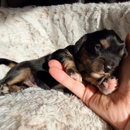 S'mores - Black and tan male Cavalier King Charles Spaniel puppy in De Soto, Missouri from Blooming Cavaliers