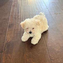 Little man man - Champagne male Maltipoo puppy in Chandler, Arizona from Tiffany's Maltipoos