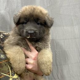 Girl 3 Little chunky monkey girl - Blue female German Shepherd puppy in Pelham, North Carolina from P & P Shepherds
