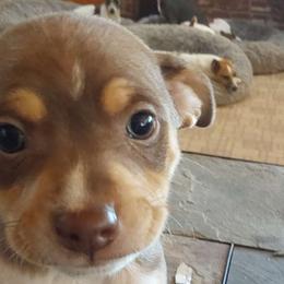 CHoco - White, chocolate and tan Rat Terrier puppy in Modesto, Carlsbad, Ca, California from rosebud terriers