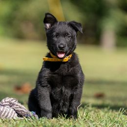M: Yellow Female (Solid Black) - Black brindle female Dutch Shepherd puppy in Alum Creek, West Virginia from Stay Wild K9