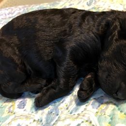 Poodle Puppies from LaFleur Poodles