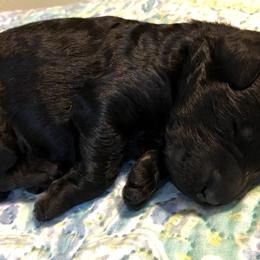 Poodle Puppies from LaFleur Poodles