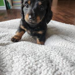 Girl 4 - Black and tan female Dachshund puppy in Grants Pass, Oregon from Climate City Doxies
