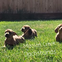 Dachshund Puppies from Mission Creek Dachshunds