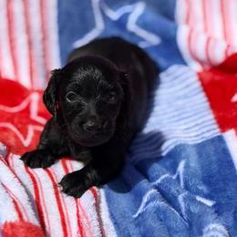 Scout - Black male Dachshund puppy in Huffman, Texas from Alex's Dachshunds