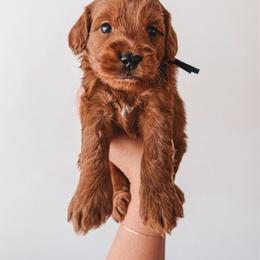 Alder (Blue) - Red  male Goldendoodle puppy in Beaverton, Oregon from Henry Elliots