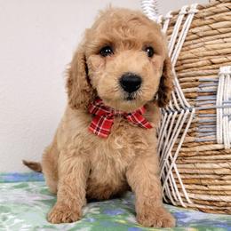 Donut - Apricot male Goldendoodle puppy in Temecula, California from Oodles O'Doodles
