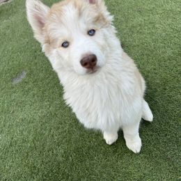 Siberian Husky Puppies from Young Orchard Siberians