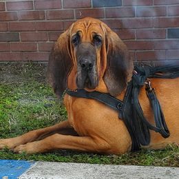 Bloodhounds from Castaways Hooves & Hounds