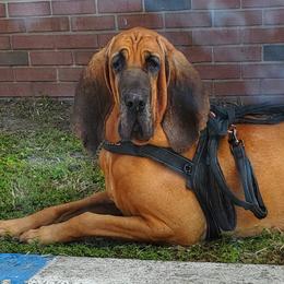 Bloodhounds from Castaways Hooves & Hounds