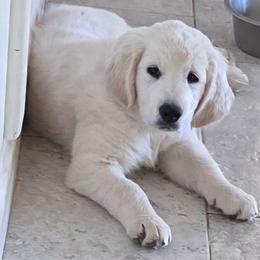 Mr Brown - Light golden male Golden Retriever puppy in Galt, California from Golden Hearts Ranch English Cream Retrievers