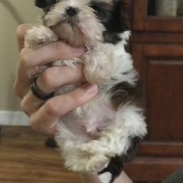 Shih Tzu Puppies from Willow Lane Shih Tzus