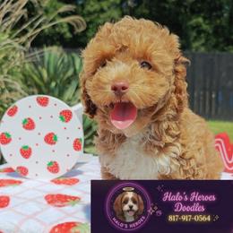 Brittany 8 1 7 - 9 1 7 - 0 5 6 4 - Red female Cavapoo puppy in Dallas, Texas from Halo's Heroes Doodles