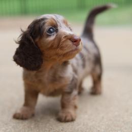 Dachshund Puppies from Rising Dawn Dachshunds