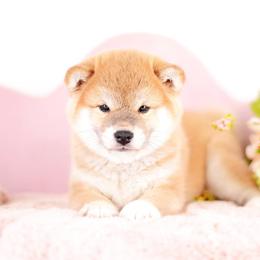 Chia - AKC Red Girl - Red female Shiba Inu puppy in Neosho, Missouri from Sunny Terrace Shibas