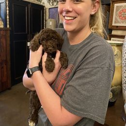 Goldendoodle Puppies from Labradoodleday