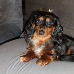 Keara - Dachshund