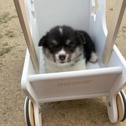 Dark Blue Collar - Black and tan female Pembroke Welsh Corgi puppy in Abingdon, Virginia from Em-K Kennels