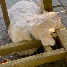 Sealyham Terrier Puppies from Alibi Sealyham Terriers