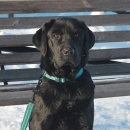 Labrador Retrievers from Heatherdowns Labradors, Ltd