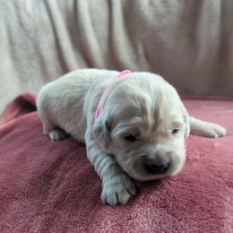 Pink - Light golden female Golden Retriever puppy in Roseburg, Oregon from Unbound Goldens