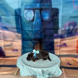 Squidward - Blue male German Shepherd puppy in Magnolia, Texas from K & Q Shepherds